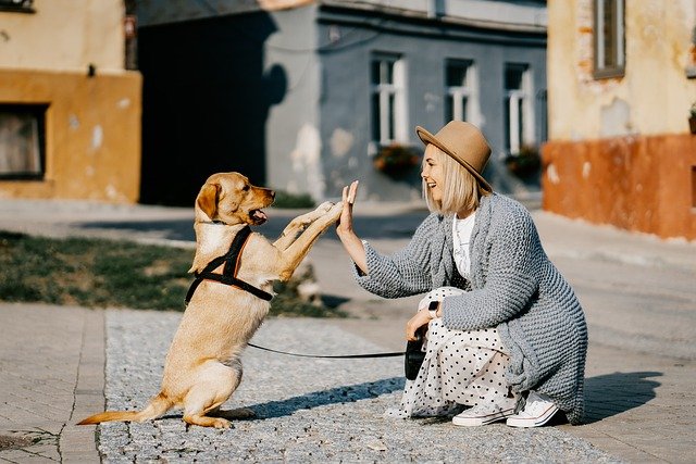 ハイタッチする犬と人